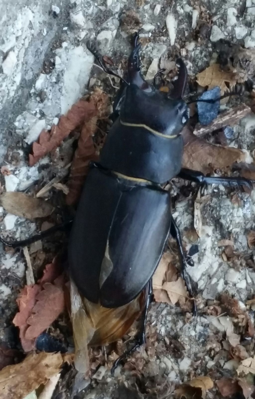 Che tipo di scarabeo ?  Lucanus tetraodon, maschio